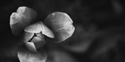 1- BlackAndWhite_Carrie-Bayless