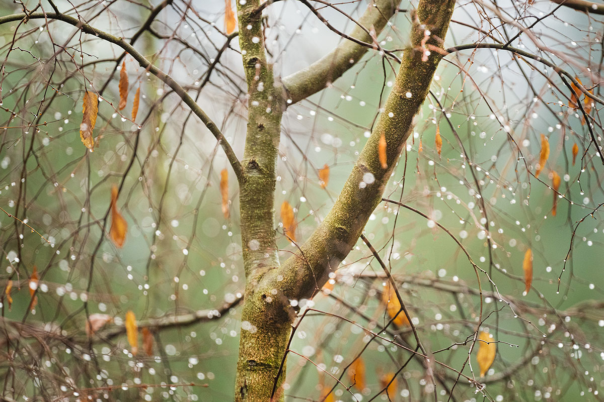 1004-Weather_Shepherd_B_ArboretumRain