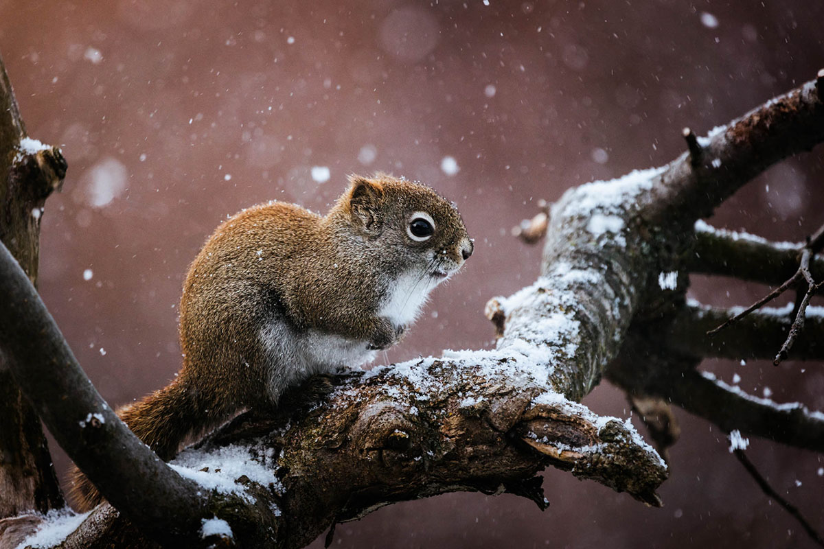 1038-Wildlife_Aubert_M_05