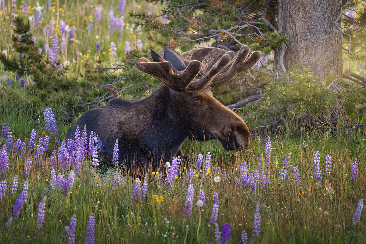 1054-WILDLIFE_BARR_J_05