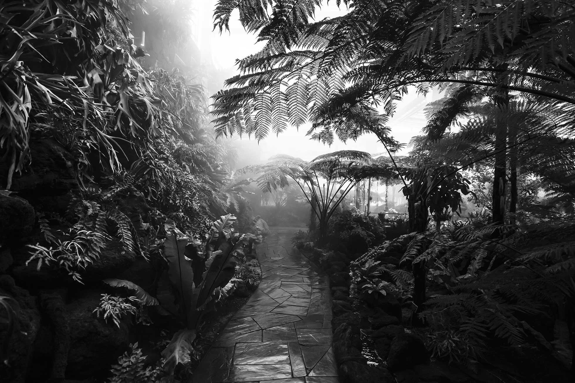 Best black and white photographer - image of tropical plants