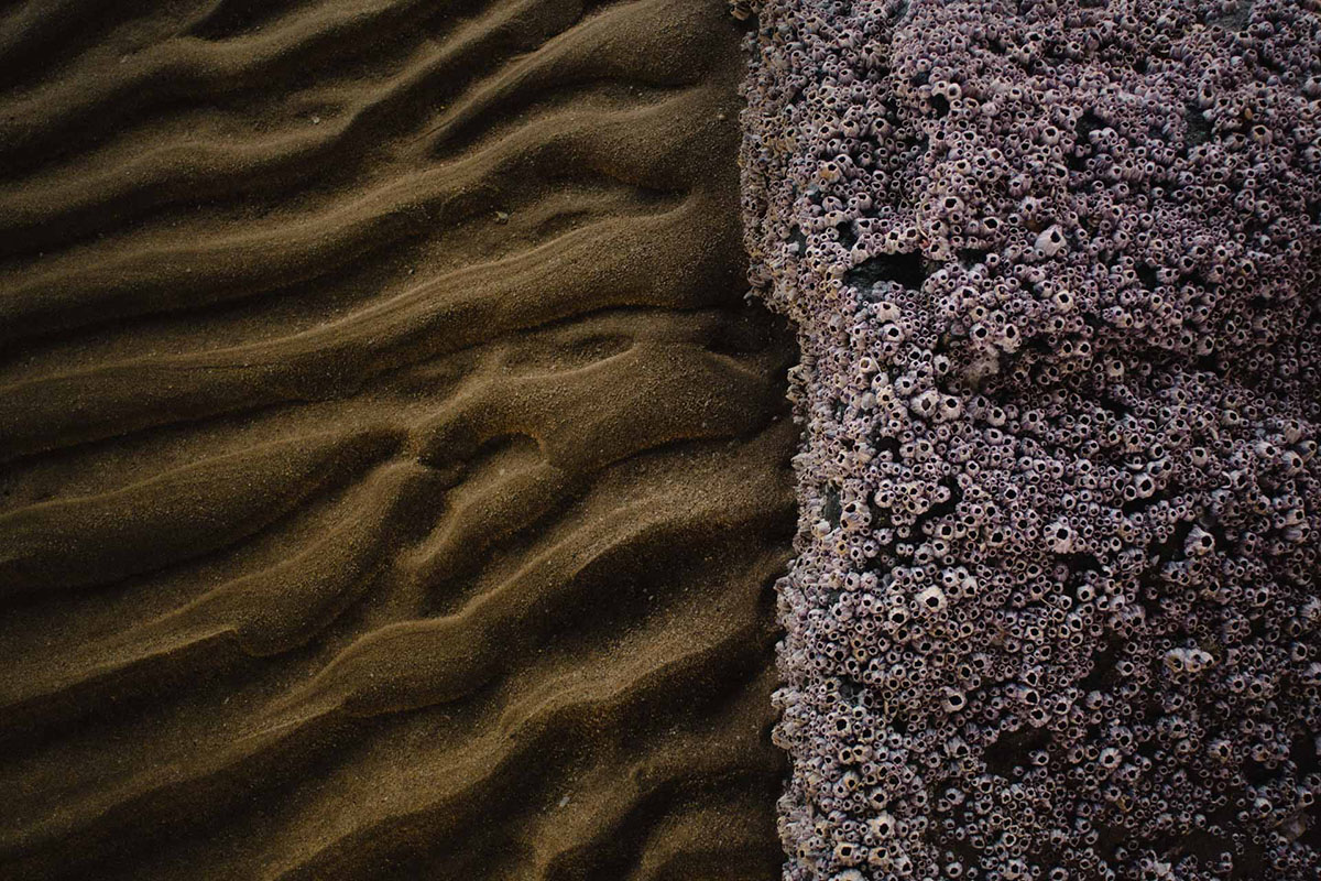 290-NATURE_ALSHAIKH_R-2