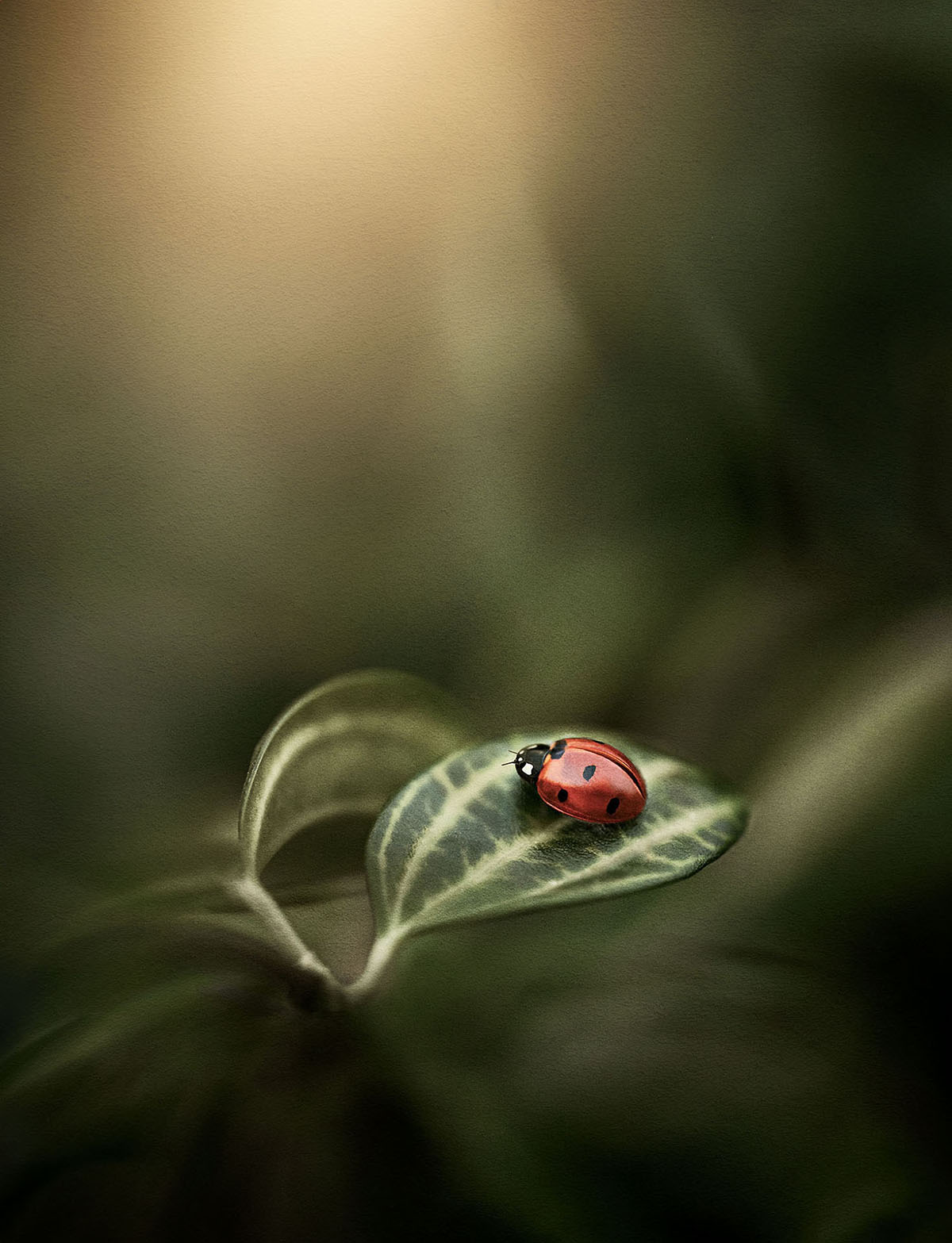 479-NATURE_Graves_D_01