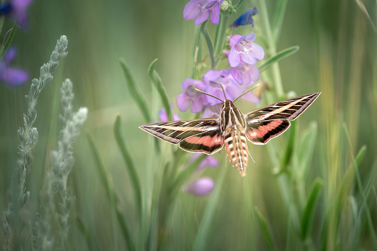 Hummingbird Moth Beauty