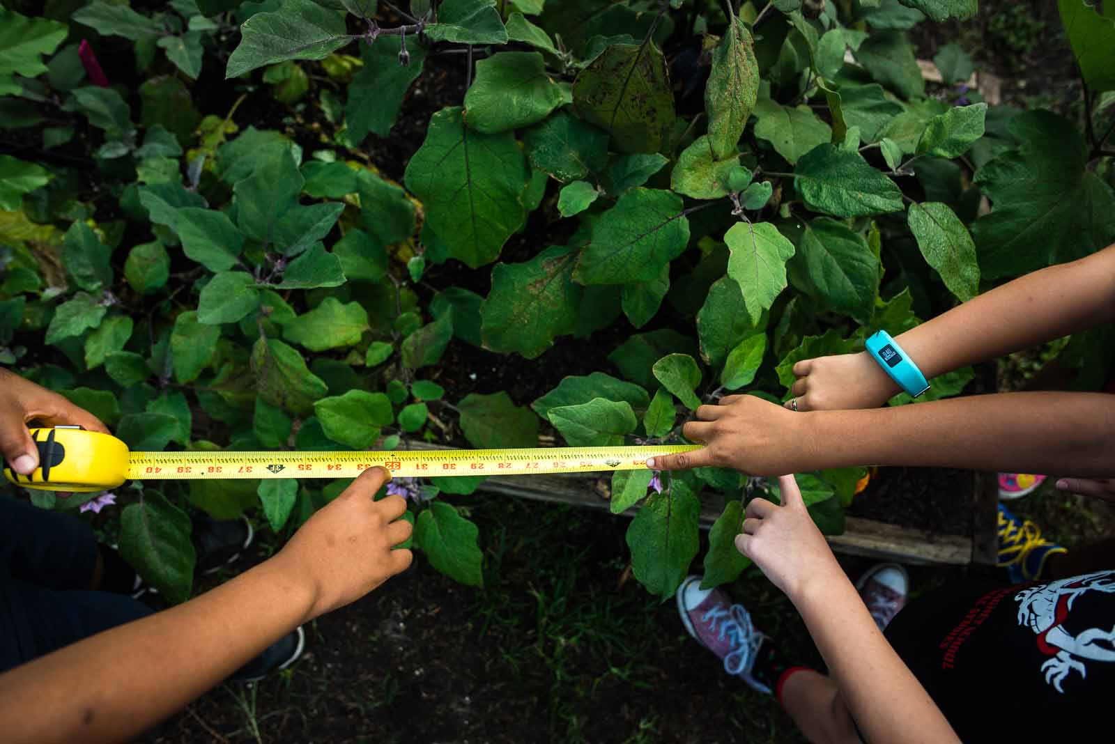 Kids measuring a plant on Adobe Stock Images