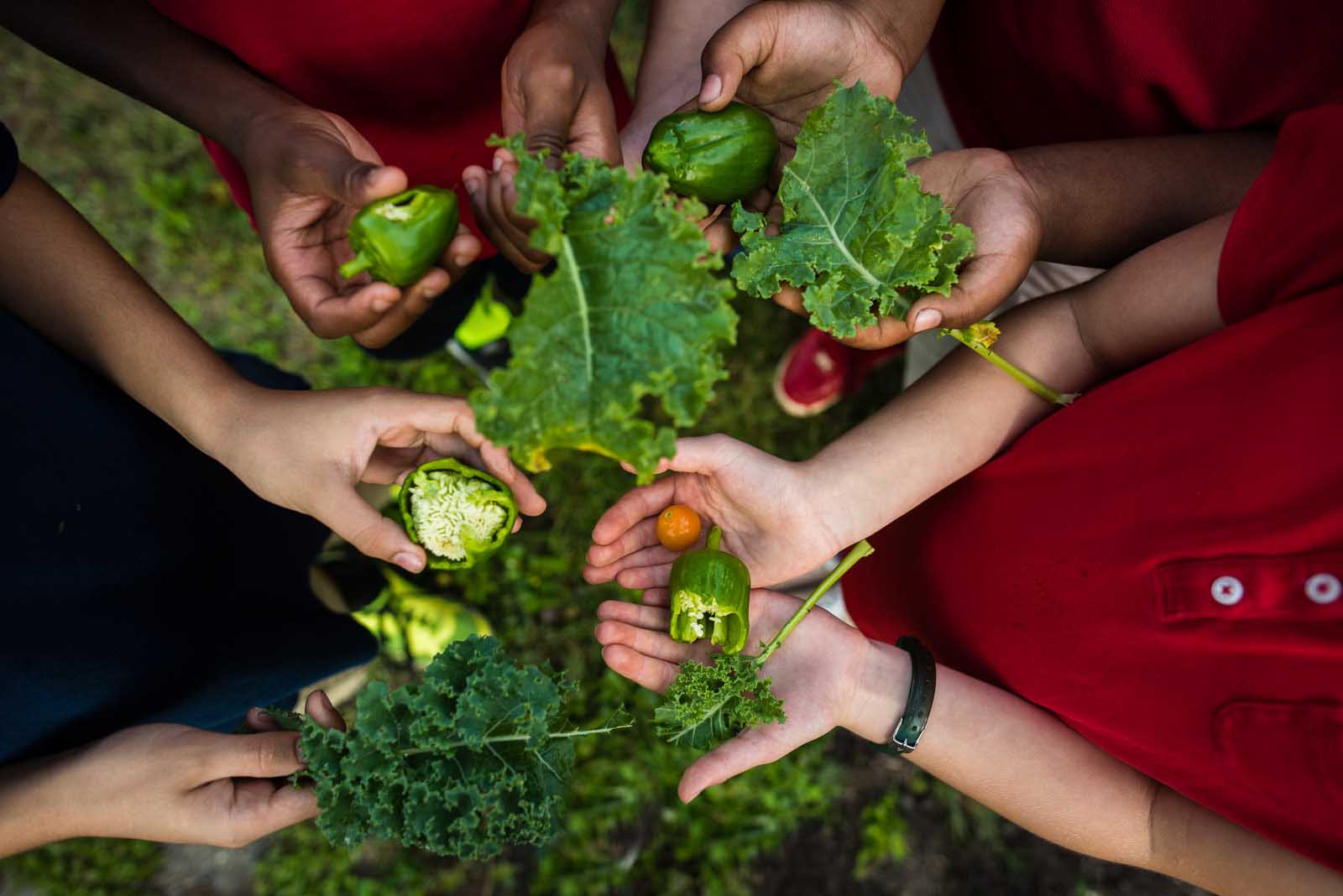 Hands holding green veggies on Adobe Stock