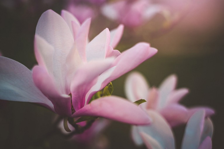 flower photography of a magnolia