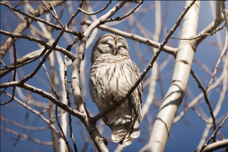 The best nature photographers of 2023 - winners announced - as part of the Click and Company 