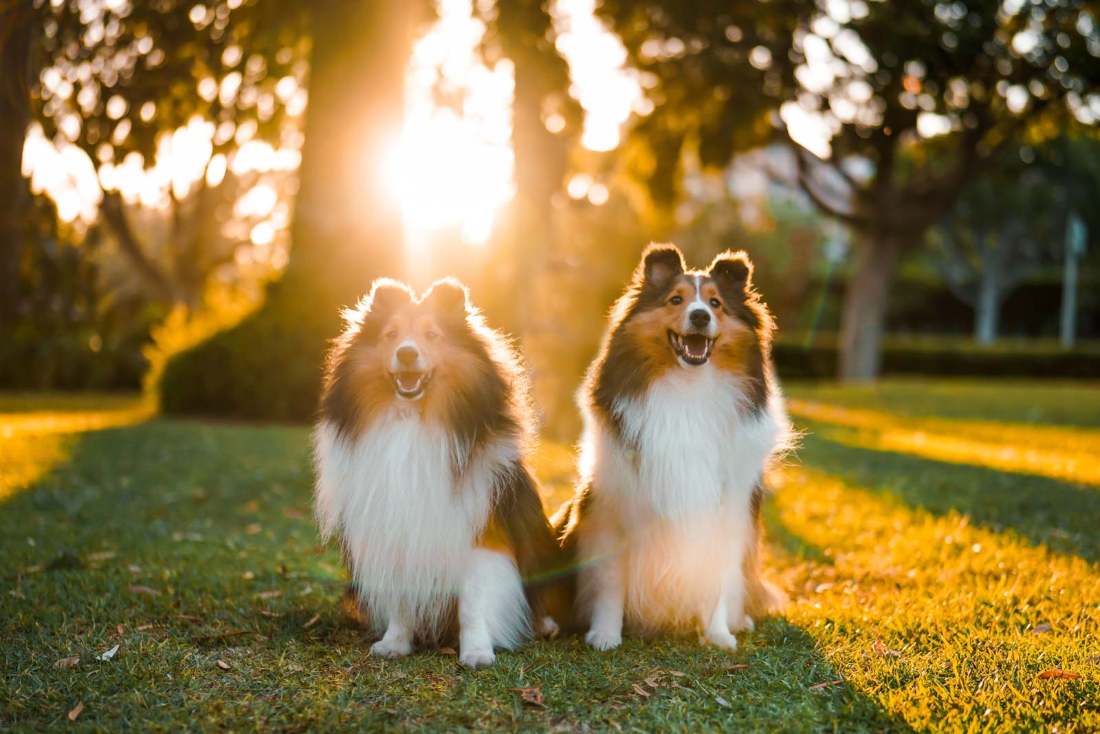 Pet-Photography-Anabel-DFlux-2 Two collies in strong backlight taken with Sigma lens