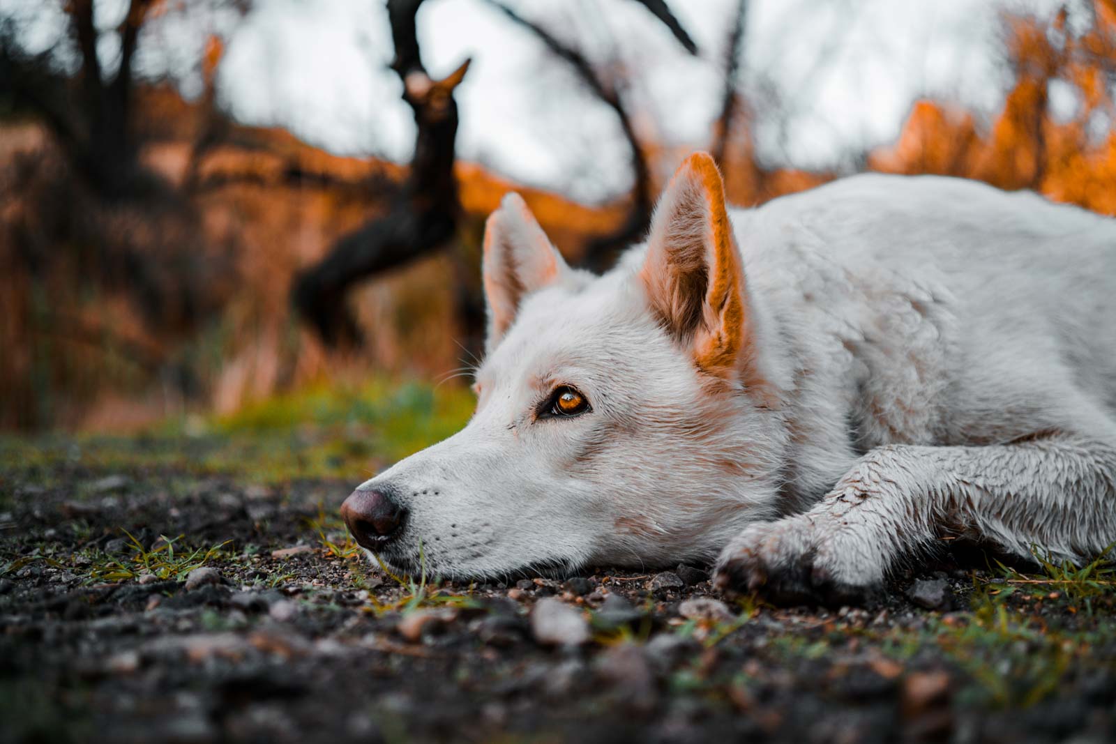 Pet-Photography-!-Series-Anabel-DFlux-10 Pet photography of white dog laying down taken with Sigma I-series lens