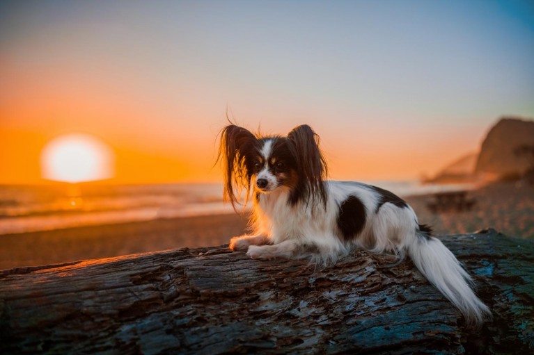 Papillon dog taken with Sigma I-series lens