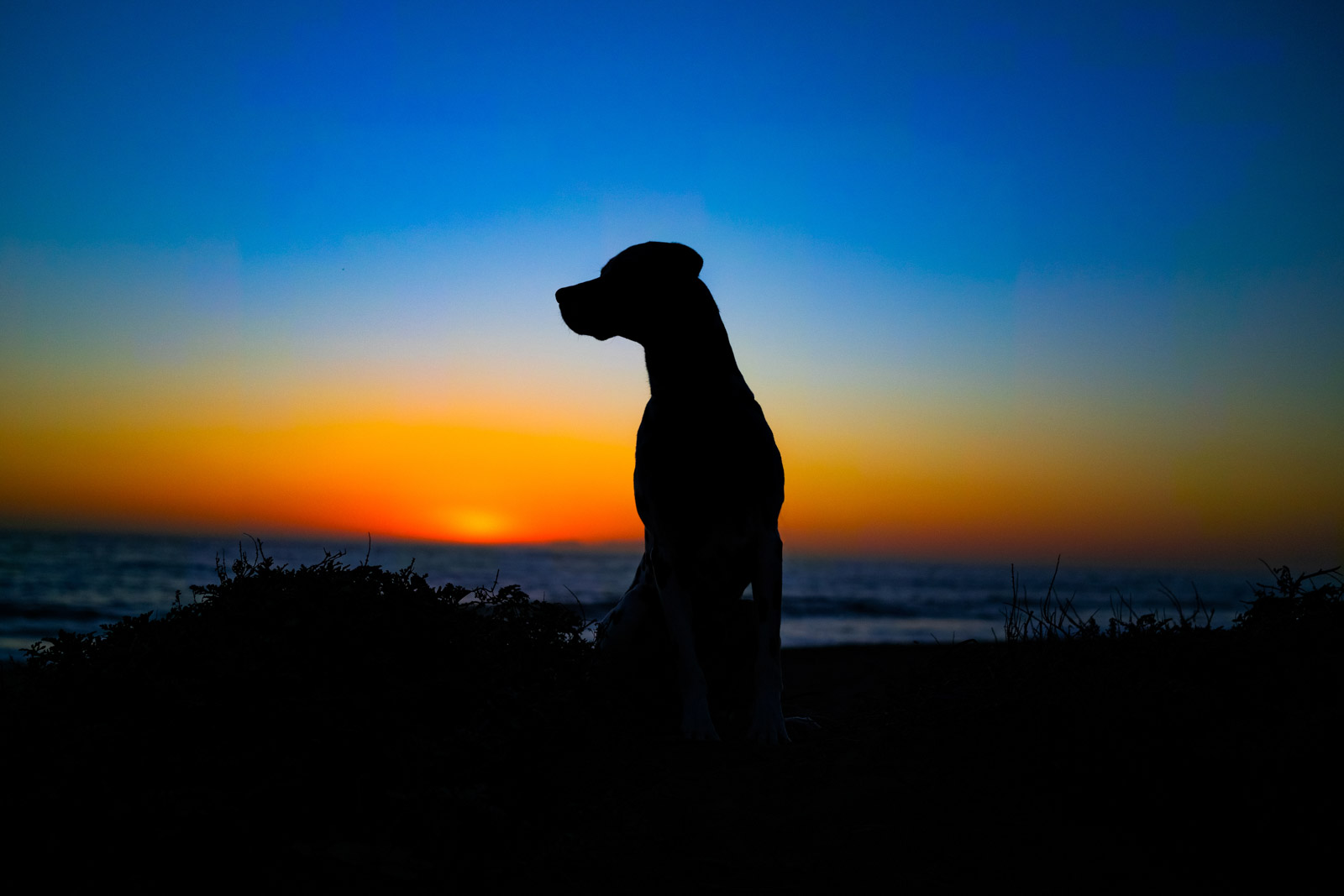 Pet-Photography-!-Series-Anabel-DFlux-15 Pet photography silhouette taken with Sigma I-series lens
