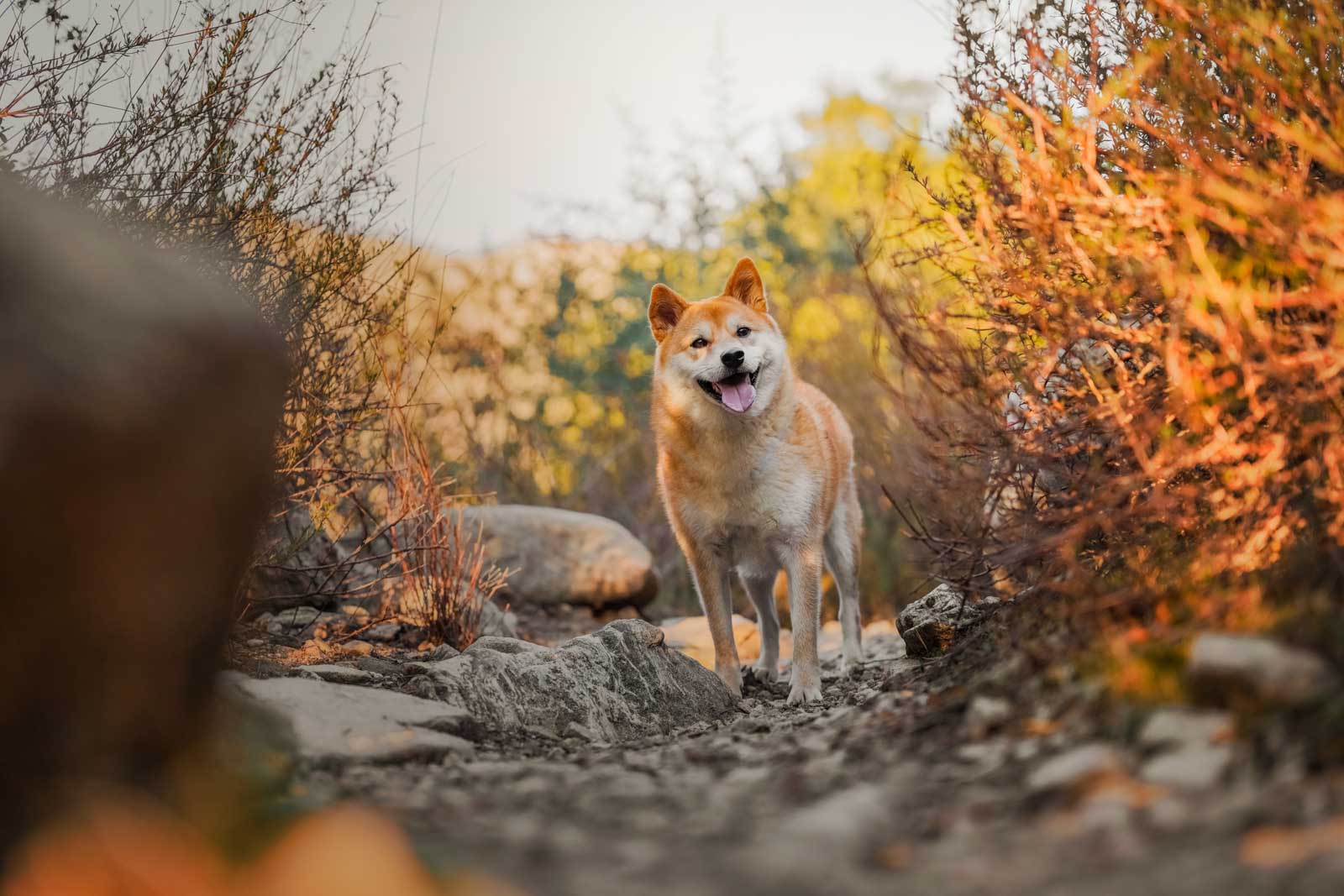 Pet-Photography-!-Series-Anabel-DFlux-2