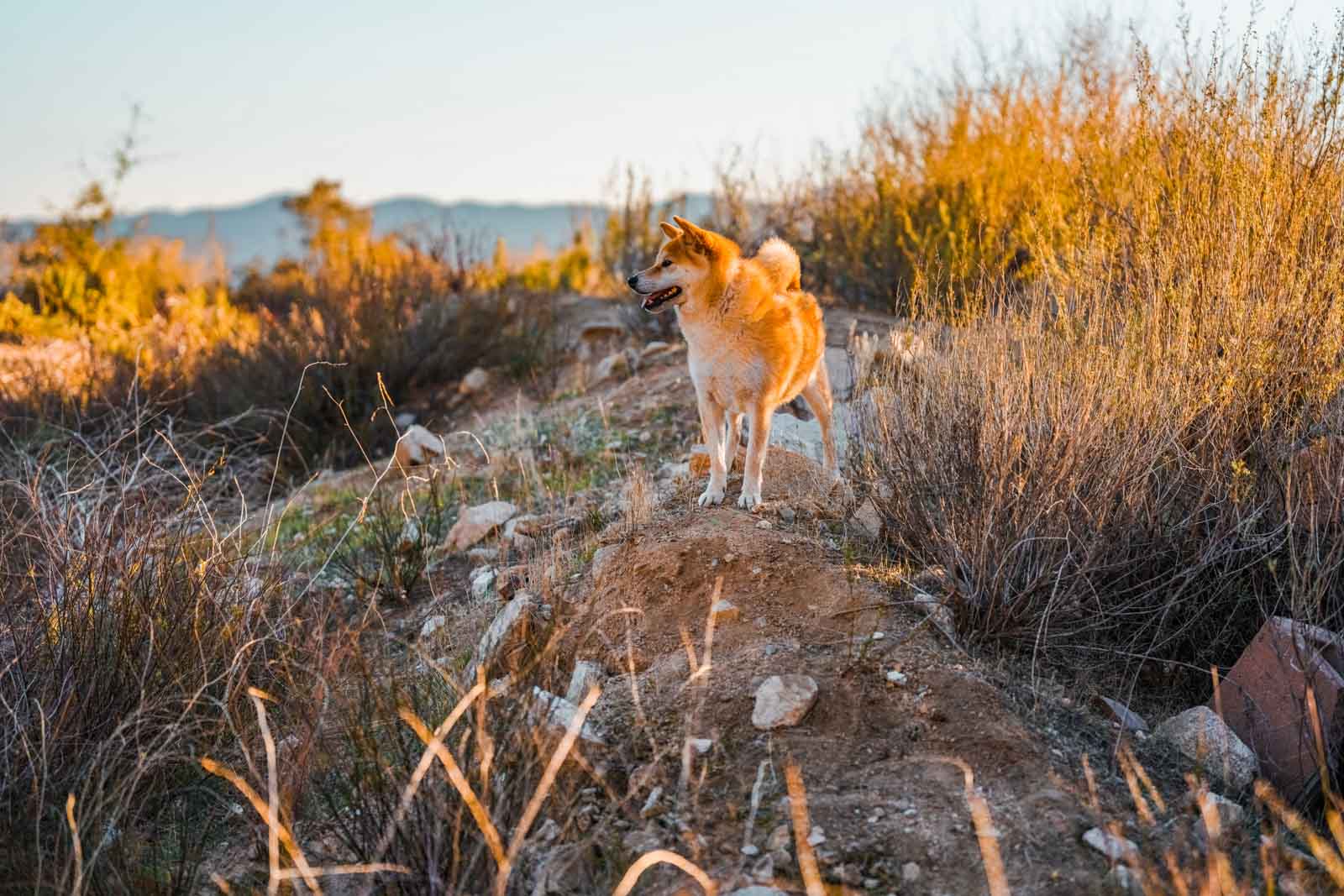 Pet-Photography-!-Series-Anabel-DFlux-5 Pet photography of dog in nature taken with Sigma I-series lens