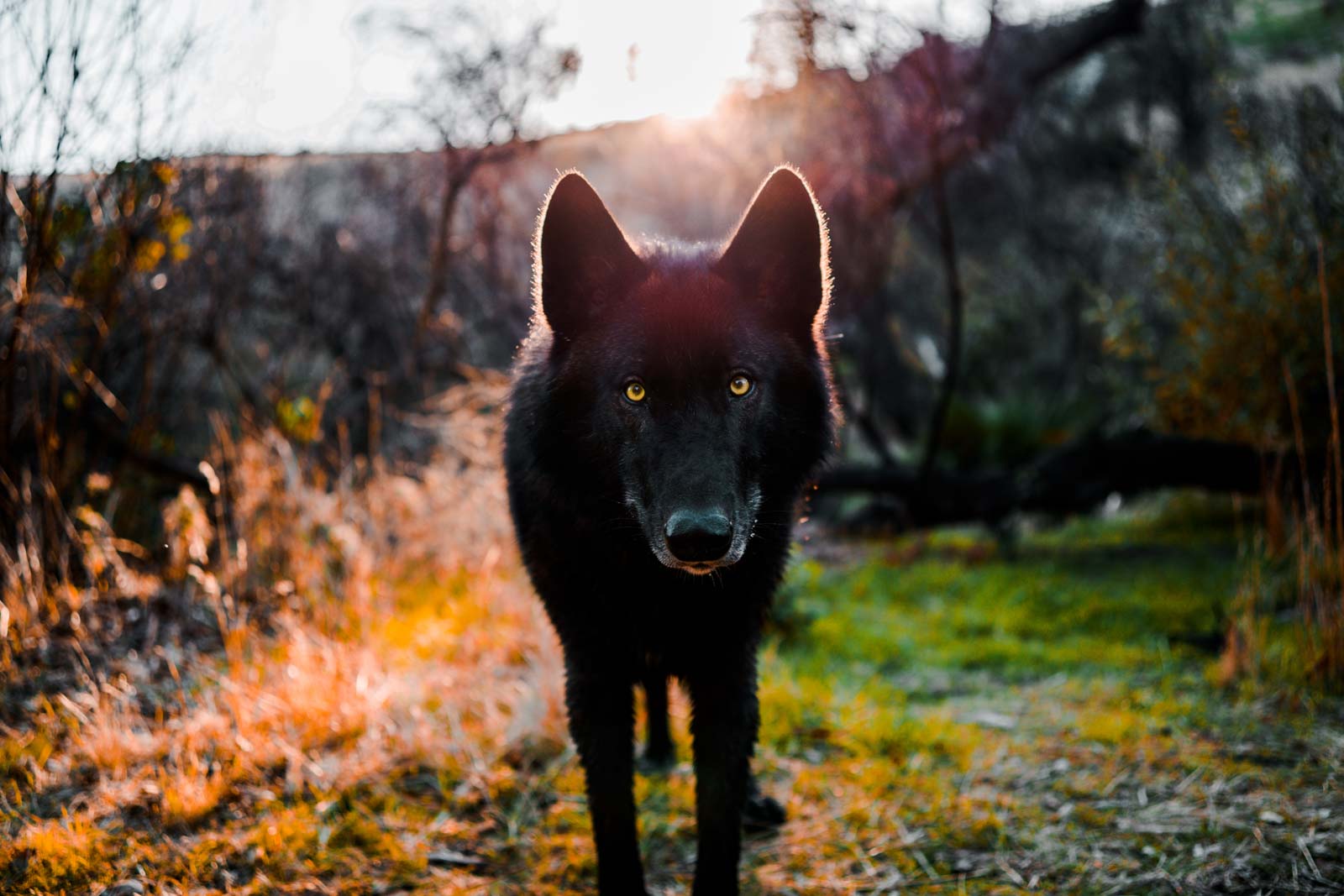 Pet-Photography-!-Series-Anabel-DFlux-9 Pet photo of black dog taken with Sigma I-series lens