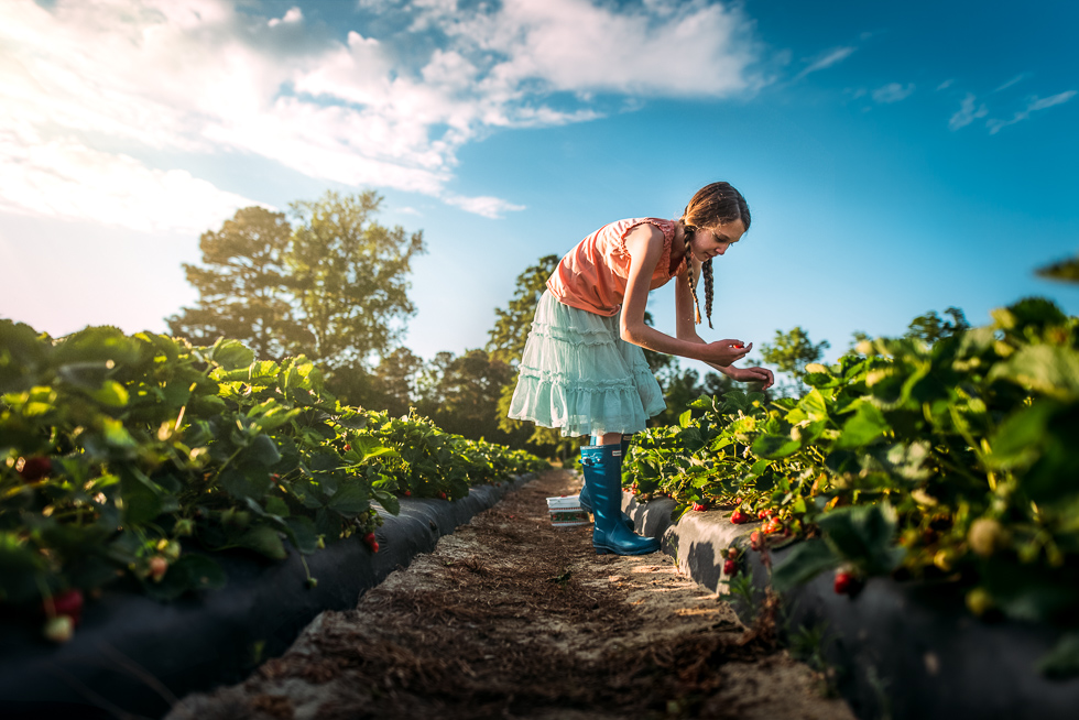 strawberries-susan-grimes Girl picking strawberries